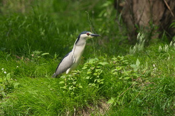 Night Heron (Nycticorax nycticorax) 
