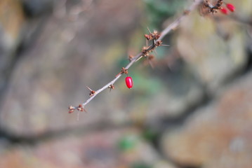 Rote Beere - Gewöhnliche Berberitze (Berberis vulgaris)