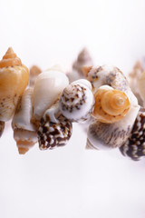 primo piano di braccialetto di conchiglie