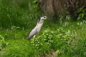 Night Heron (Nycticorax nycticorax) 