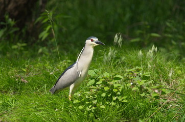Night Heron (Nycticorax nycticorax) 