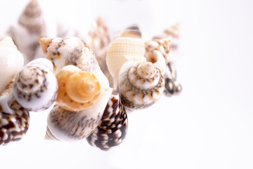 primo piano di braccialetto di conchiglie