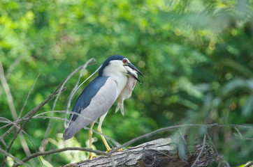 Night Heron (Nycticorax nycticorax) 