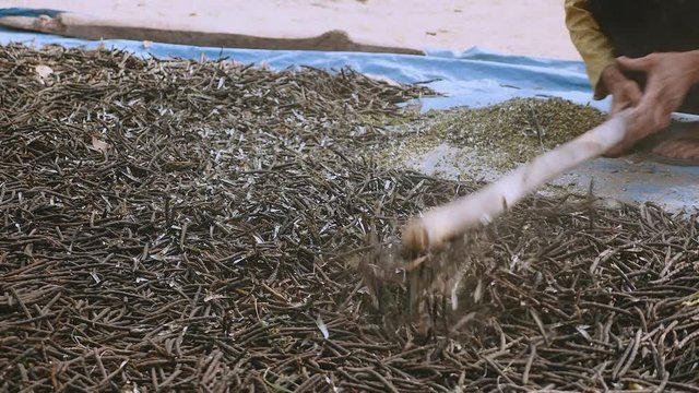 Manual crushing of dried beans with a wooden stick (close-up)