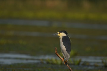 Night Heron (Nycticorax nycticorax) 