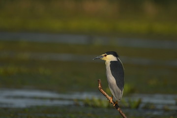 Night Heron (Nycticorax nycticorax) 