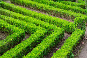 Boxwood ornamental cut in a garden