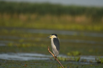 Night Heron (Nycticorax nycticorax) 