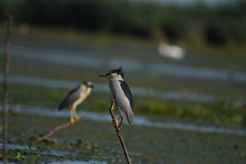 Night Heron (Nycticorax nycticorax) 