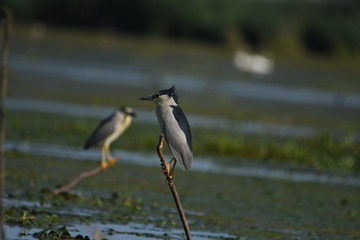 Night Heron (Nycticorax nycticorax) 