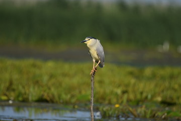 Night Heron (Nycticorax nycticorax) 