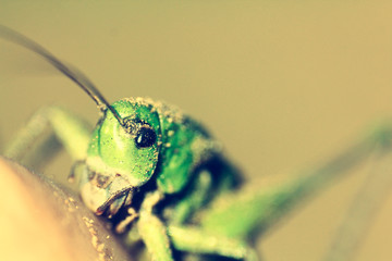grasshopper close up. Locust in the sand.
