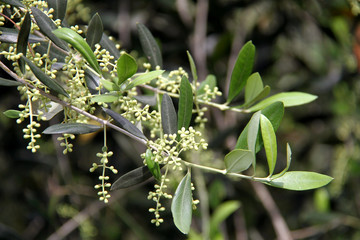 Olivenzweige mit Blüten