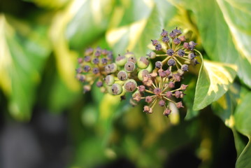 Efeu (Hedera helix) - unreife Beeren