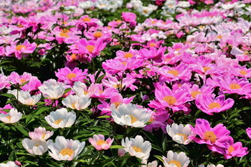 美しい芍薬の花