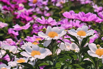 美しい芍薬の花