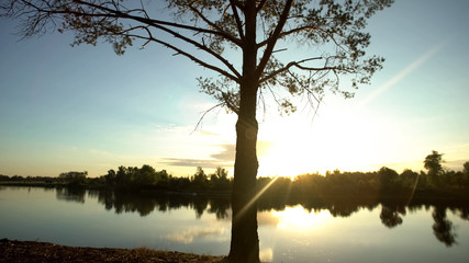 Tree near river, beautiful landscape, environmental friendly, save mother nature