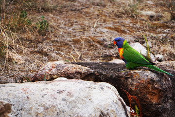 Colorful bird 