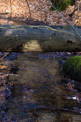 stream in the forest