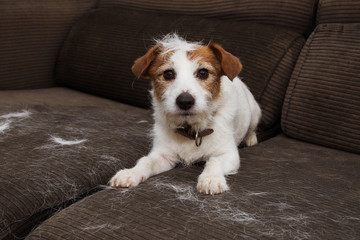 Obraz na płótnie Canvas FURRY JACK RUSSELL DOG, SHEDDING HAIR DURING MOLT SEASON PLAYING ON SOFA.