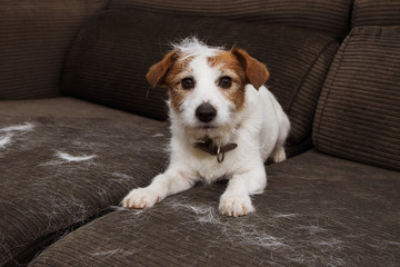 FURRY JACK RUSSELL DOG, SHEDDING HAIR DURING MOLT SEASON PLAYING ON SOFA.