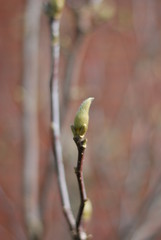Magnolienknospe (Magnolia)