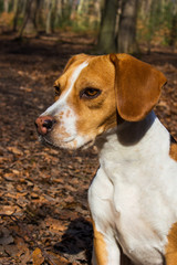 beagle in the forest