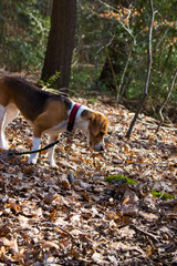 beagle in the forest