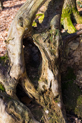 trunk of a tree