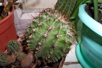 Cactus in a white pot on the window