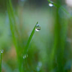 drops on the green grass