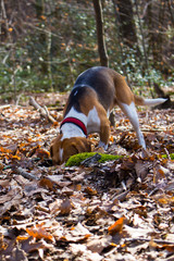 beagle in the forest