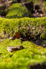 moss at the tree