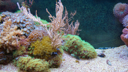 Fototapeta na wymiar Coral reef fish swimming in front of anemones corals