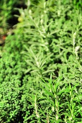 Fresh aromatic herbs in a shop