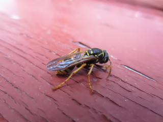 wasp on the bench