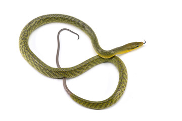 The red-tailed green ratsnake isolated on white background