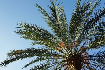 Fototapeta na wymiar palm tree in the street