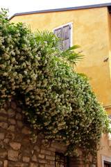 Fototapeta premium Jasmin all over