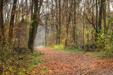 Autumn in the forest