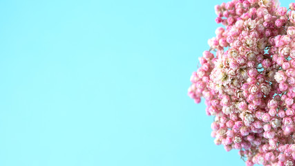 Fototapeta premium A beautiful sprig pink flowers on a blue background.
