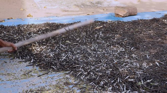 Manual crushing of dried beans with a wooden stick (close-up)