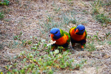 Birds checking on eachother