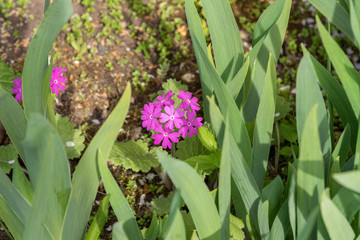 Obraz premium purple flowers in the garden