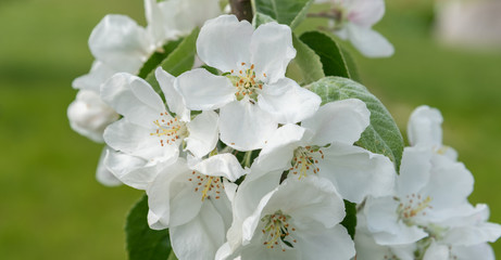 white flowers of apple tree