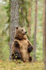 Fototapeta premium bear in forest environment, sitting bear
