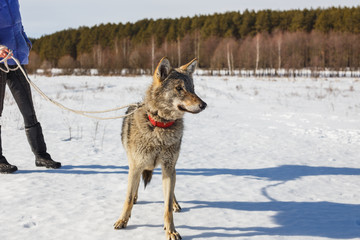The girl is engaged in training a gray wolf in a snowy and sunny field.