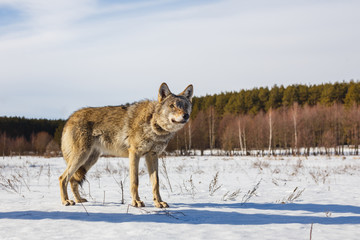 Gray wolf on the background of a stunning blue sky. Winter warm sun and snow