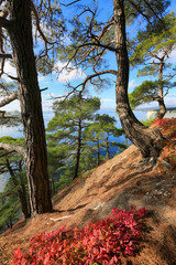Beautiful natural landscape. Pines and bushes of red skumpiya on the background of the sea