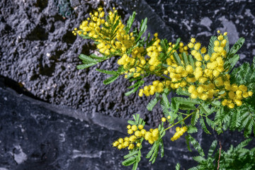 Close-up of a plant of Acacia dealbata, know as mimosa, silver or blue wattle, against a black stone wall; in Italy these flowers are traditionally given to women on International Women's Day